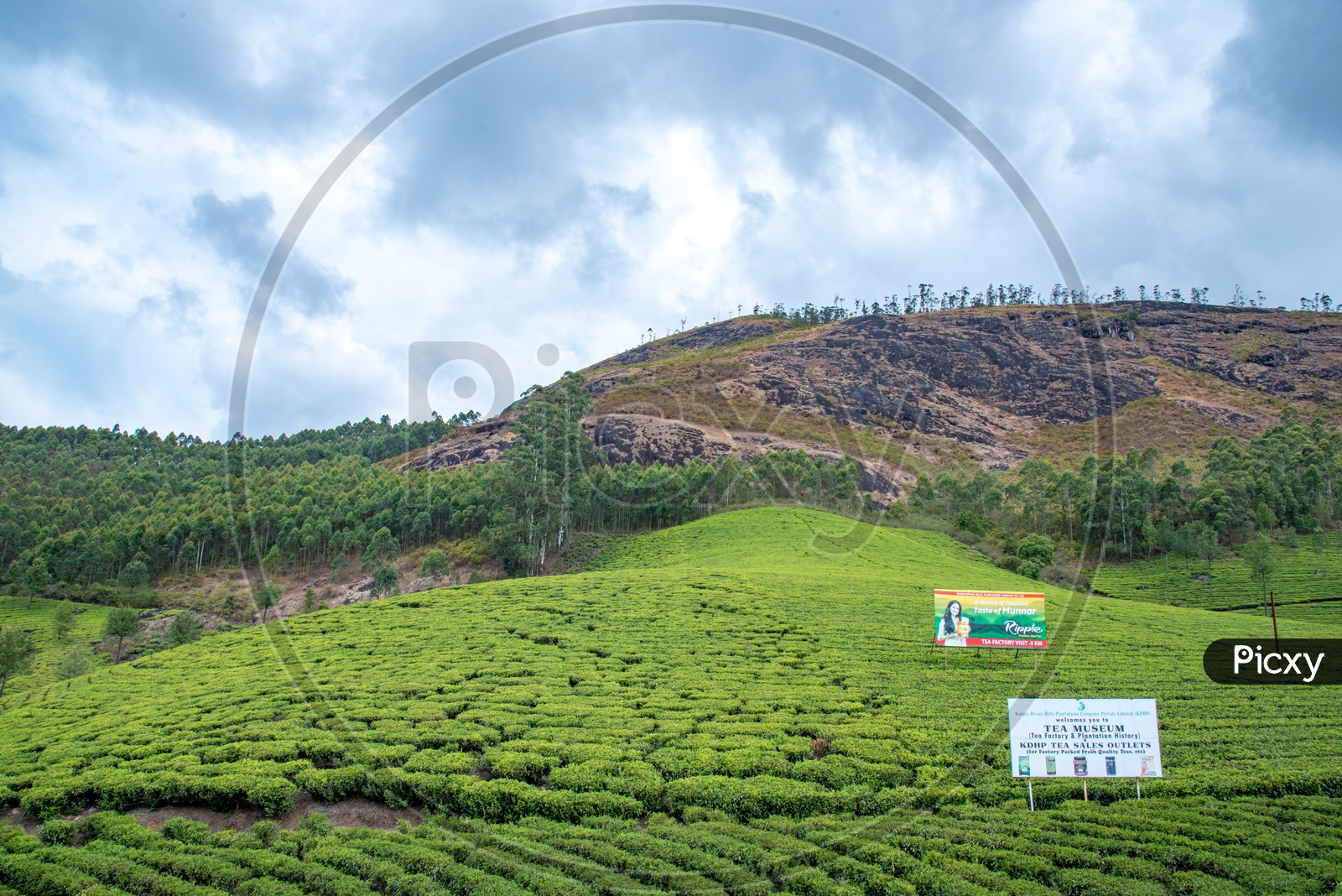 Kannan Devan Tea Plantations,Munnar