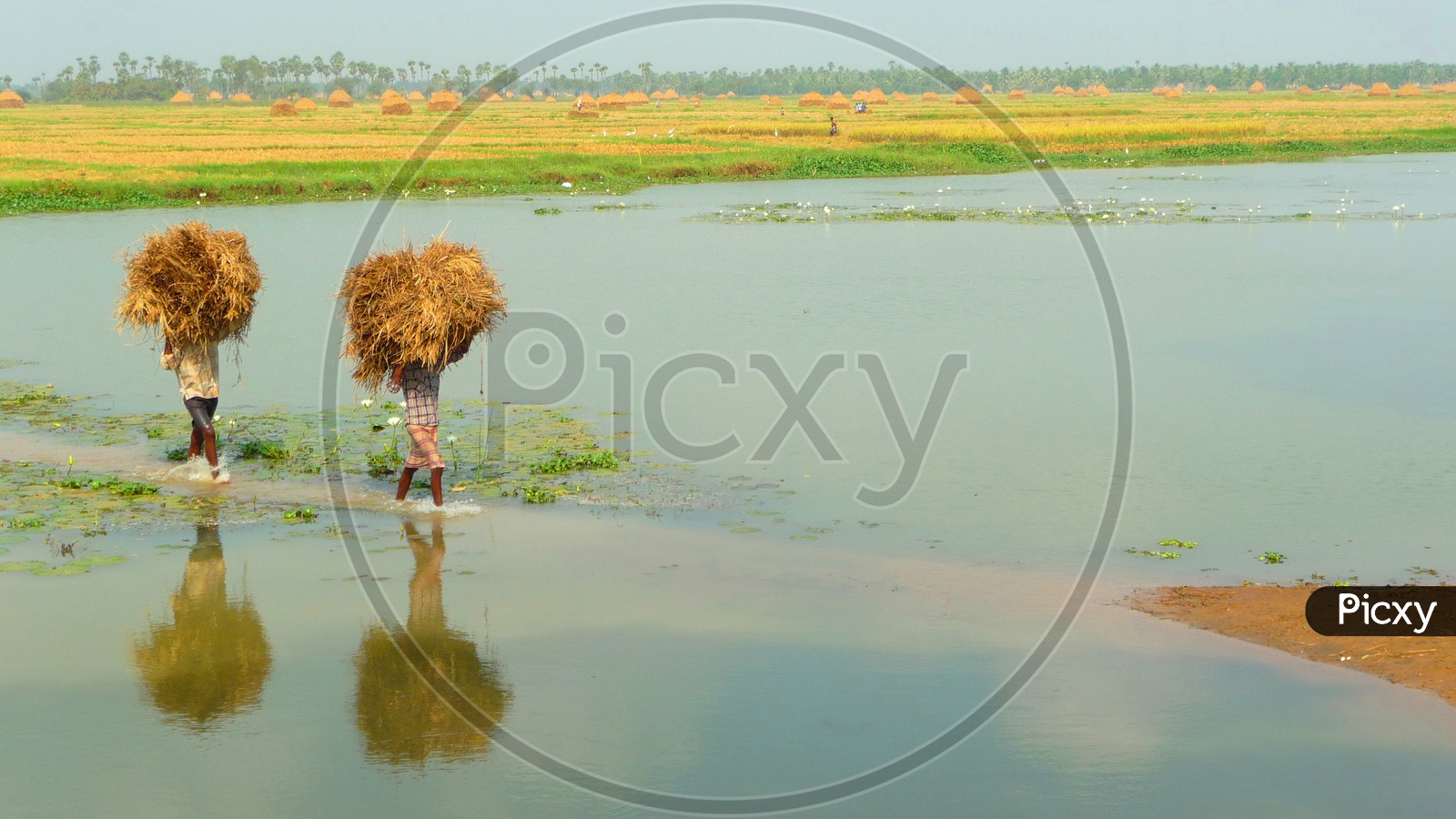 Farmers crossing water with Hay