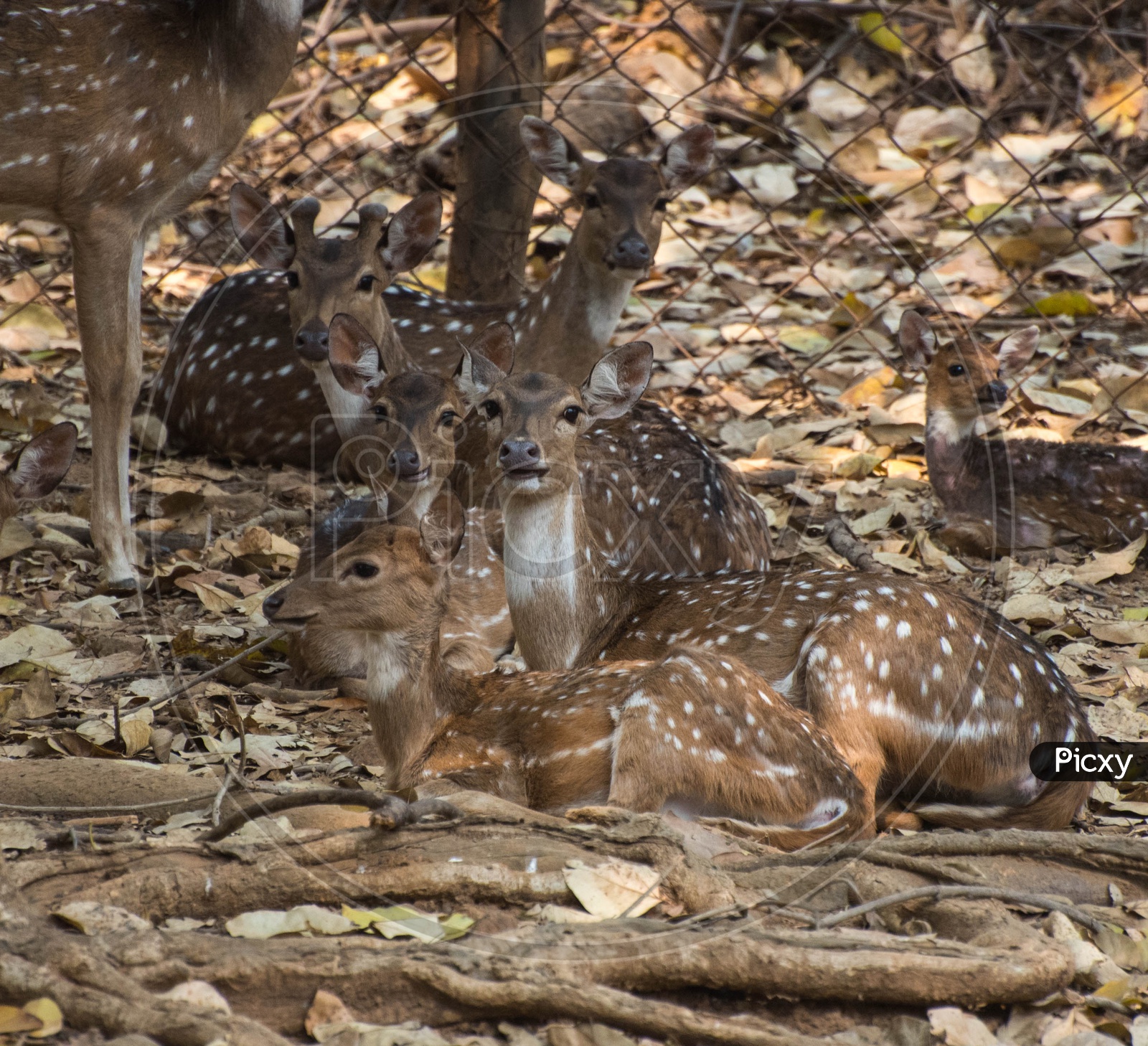 Group of Spotted Deers
