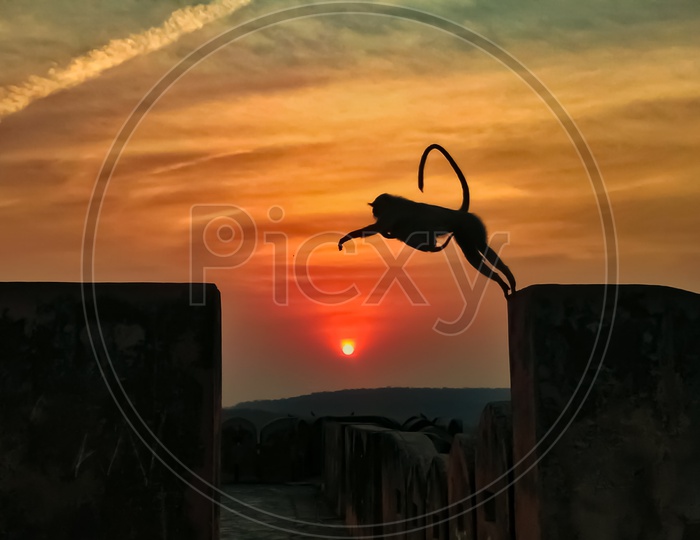 Monkey jumping on the wall of fort at the time of sunset