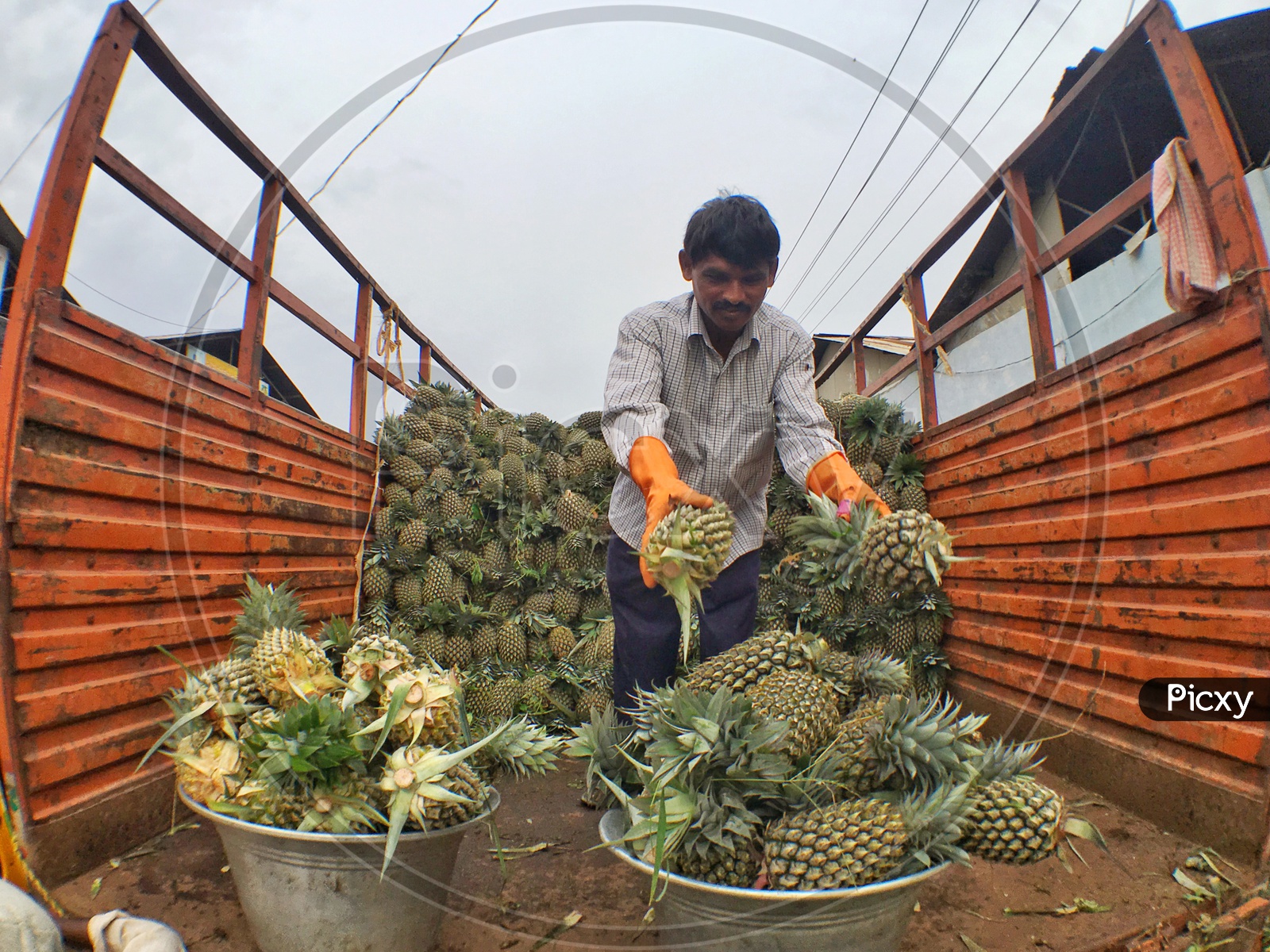 Fresh Pineapples/Rythu Bazar/Raithu Bazar/Fruit Market