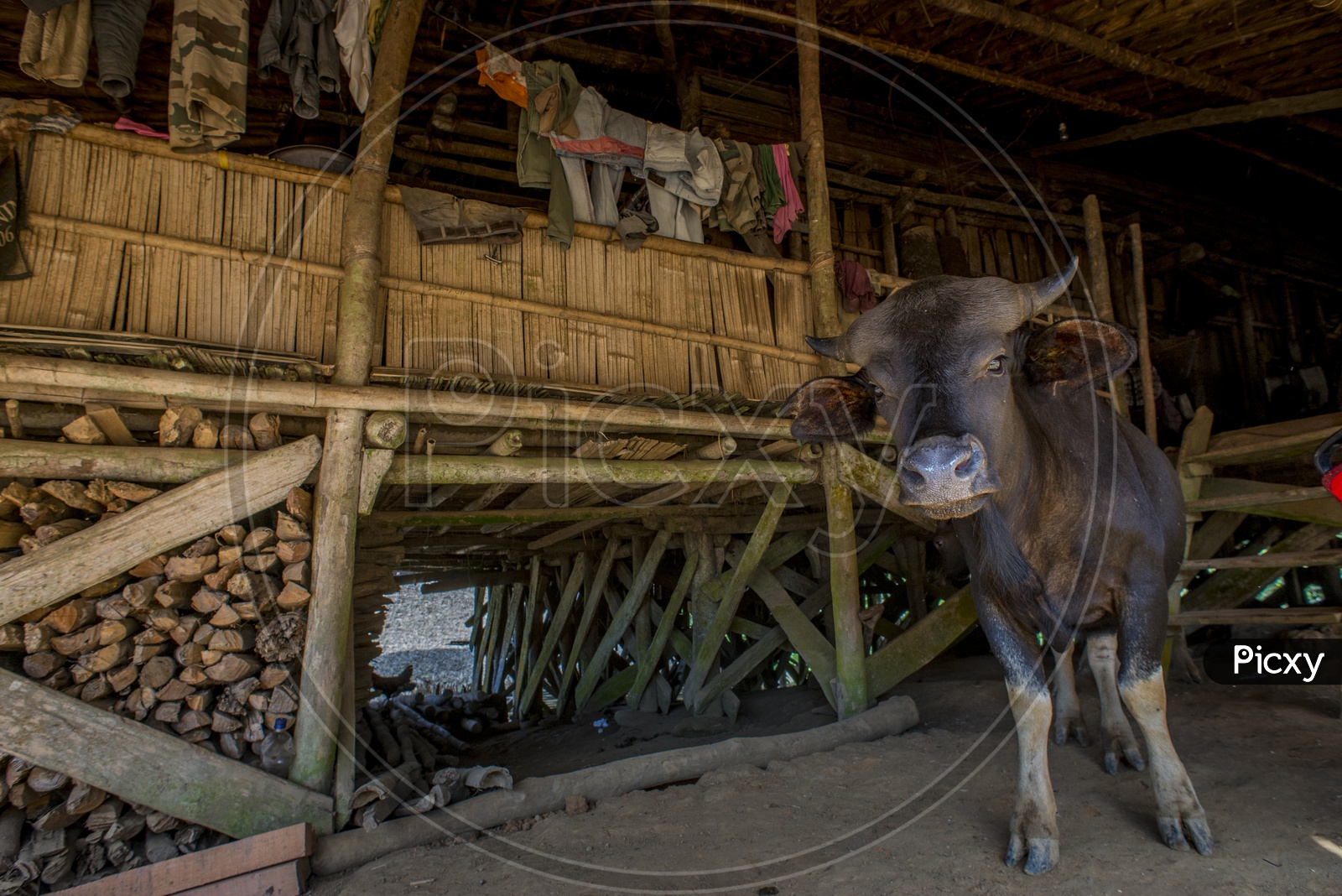 Buffalo in Paya Village, Aalo