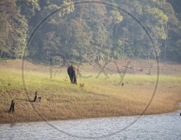 Elephant at Periyar Lake