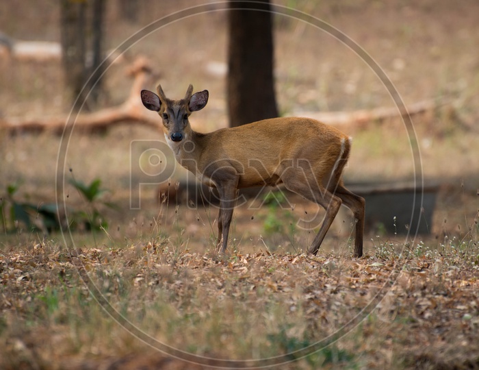 Baby Sambar Deer