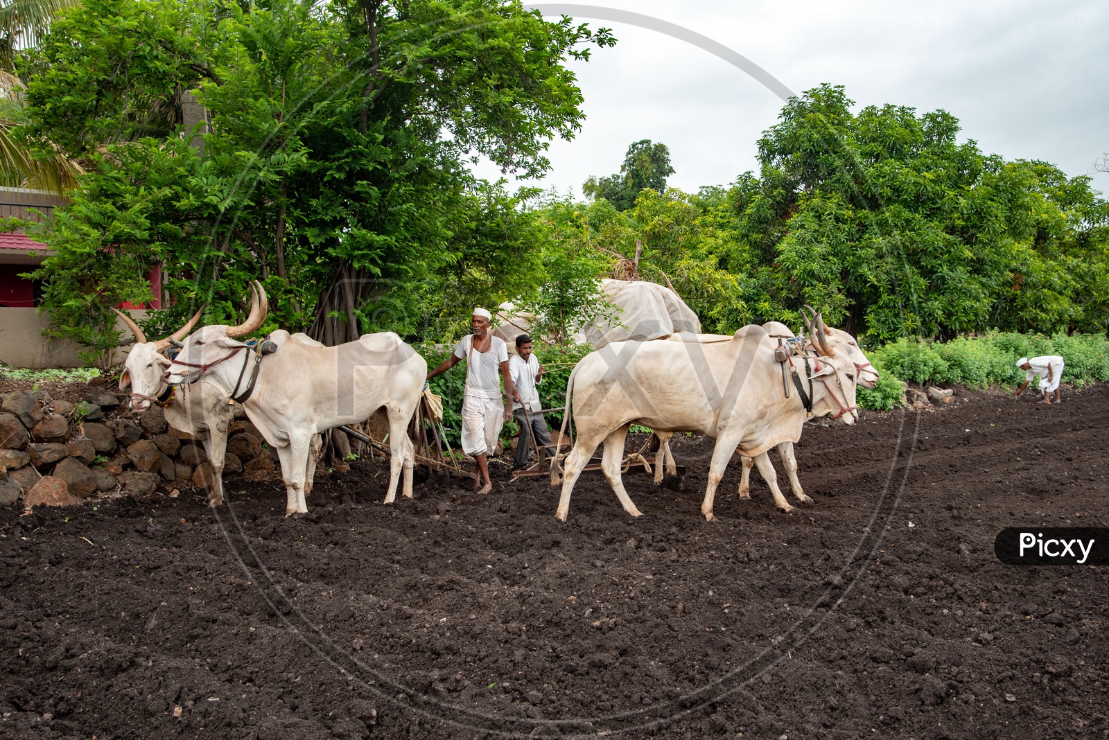 Ploughing fields with cattle in a village in Maharashtra