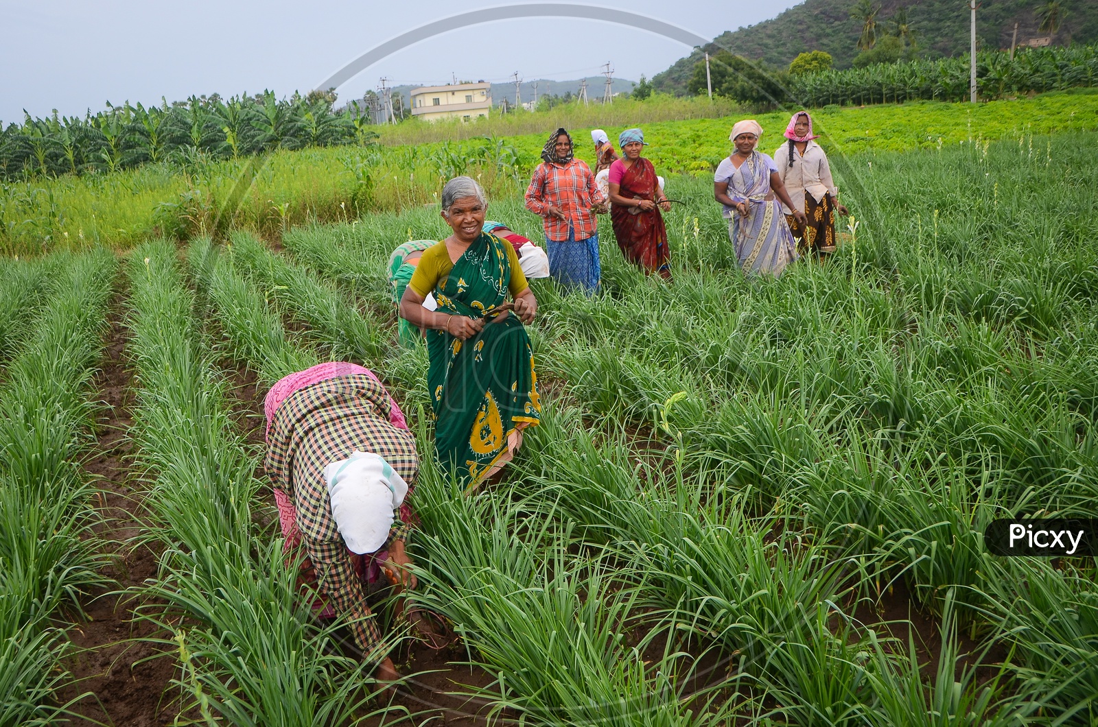 Female farmers