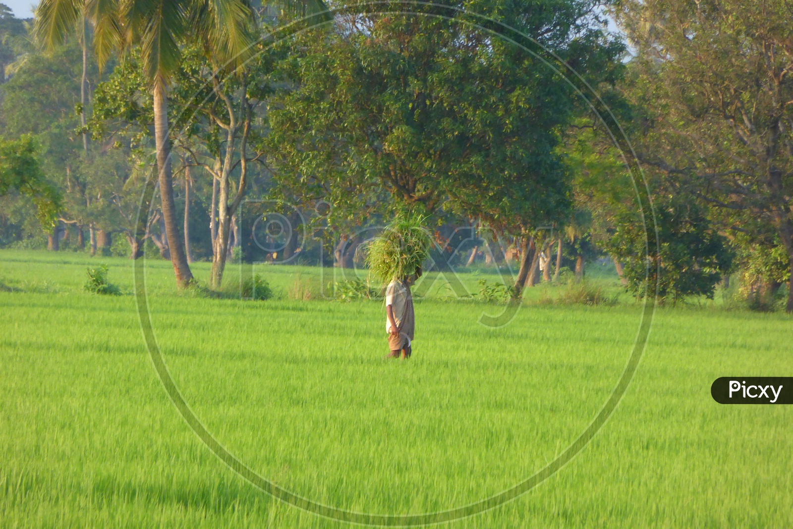 image-of-farmer-in-lush-green-agriculture-field-xa054735-picxy