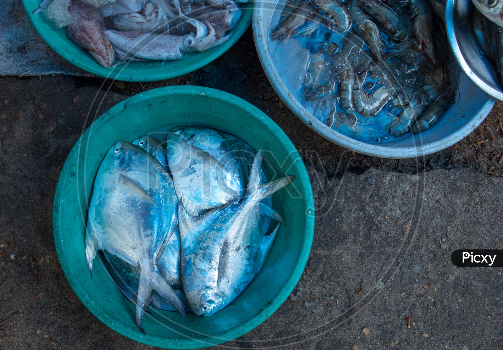 Sea Fish and Prawns for sale