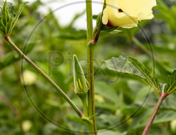ladyfinger Plant (Bhindi, Ladyfinger, Bendakai, Okra)