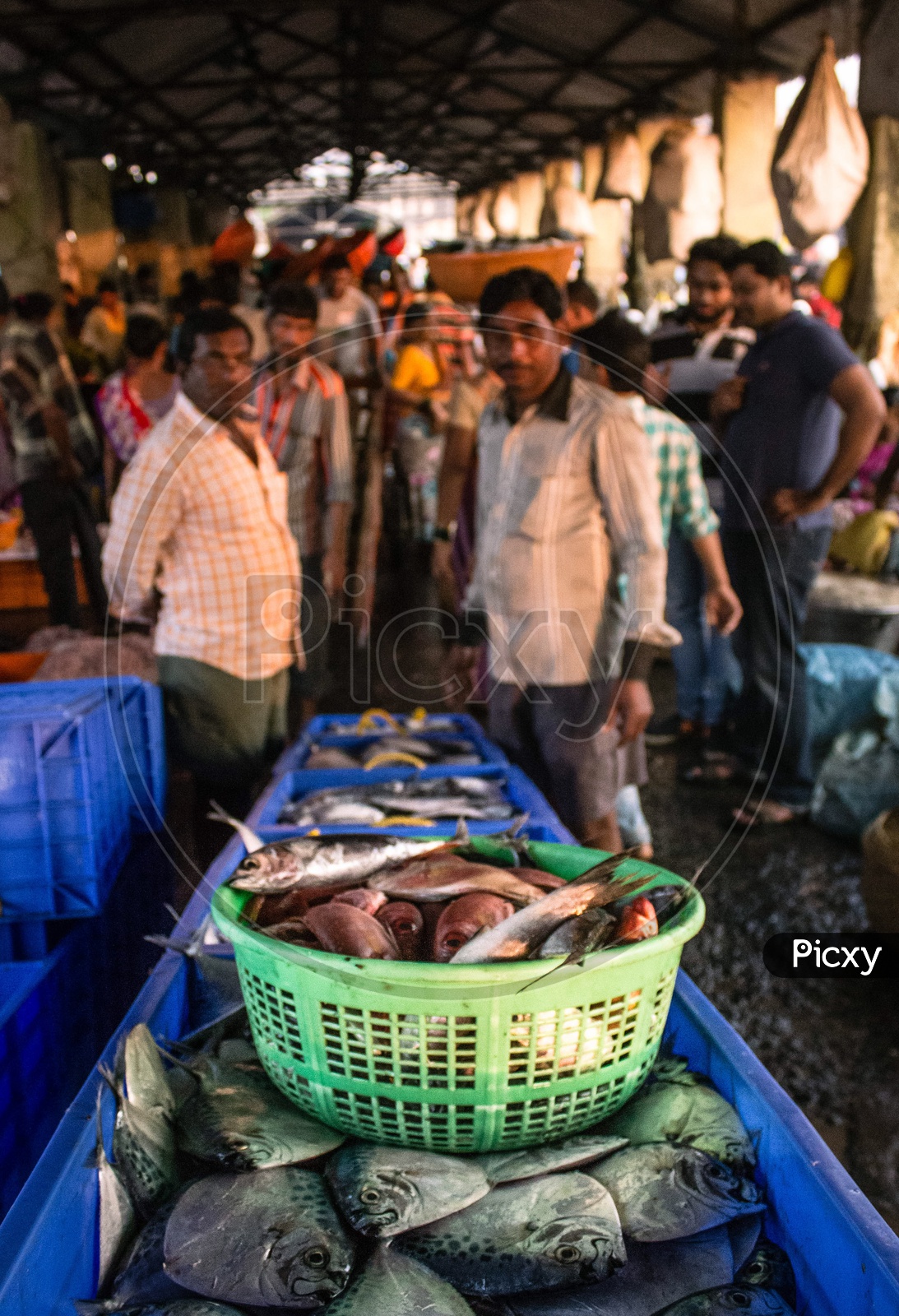 A salesperson at sasoon docks fish market