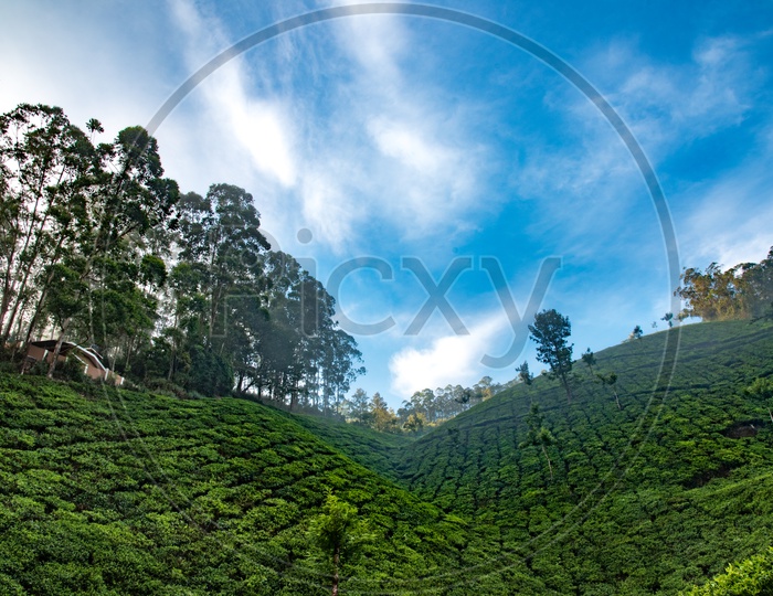 Tea Plantations, Munnar,Kerala.
