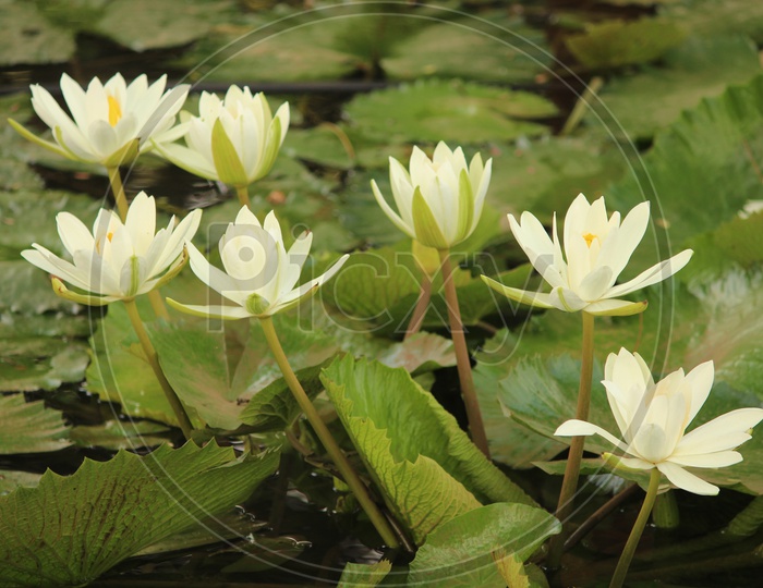 Group of lily flower