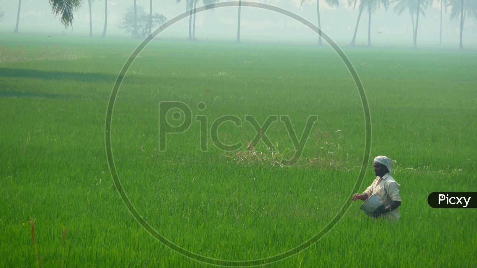 Farmer throwing Seeds in Paddy Field
