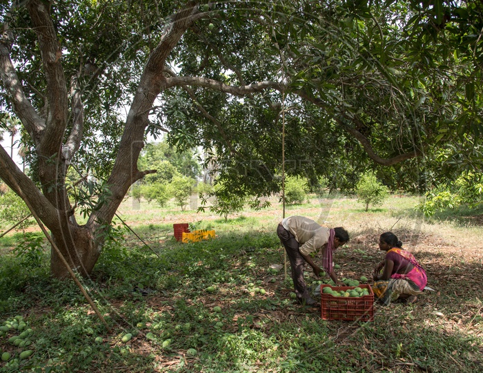 Mangoes being collected into baskets by daily labour  at a Mango farm.