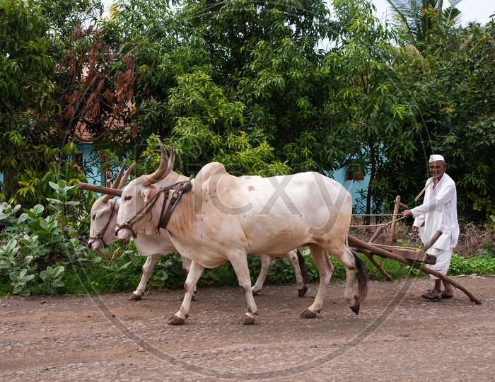 Farmer with his bullocks in a village in Maharashtra