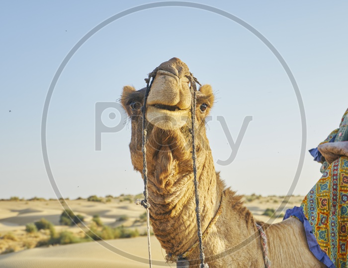 Camels of Rajasthan