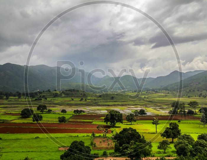 rice forming landscape at araku