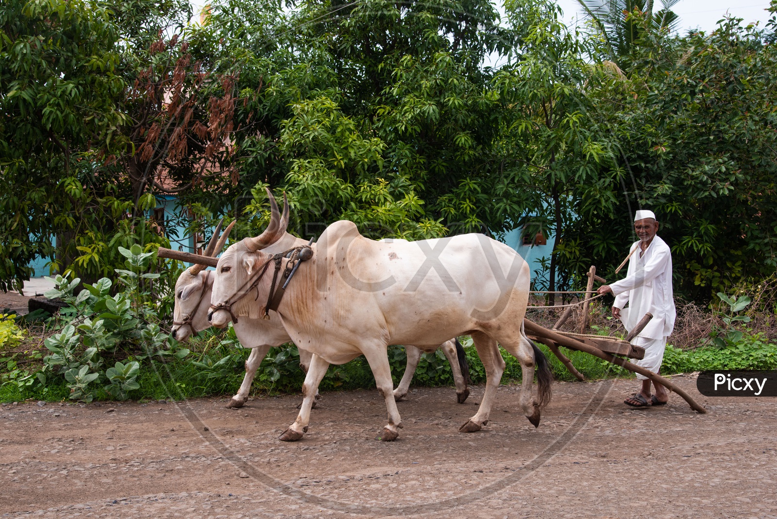 Farmer with his bullocks in a village in Maharashtra