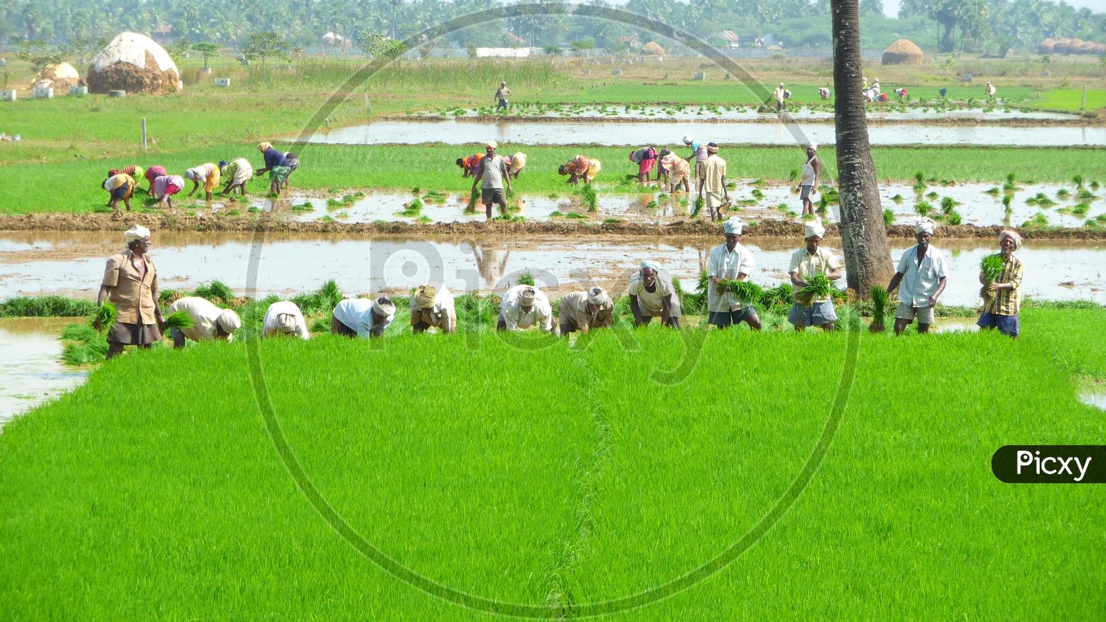 Farmers working in Lush Green Paddy Field