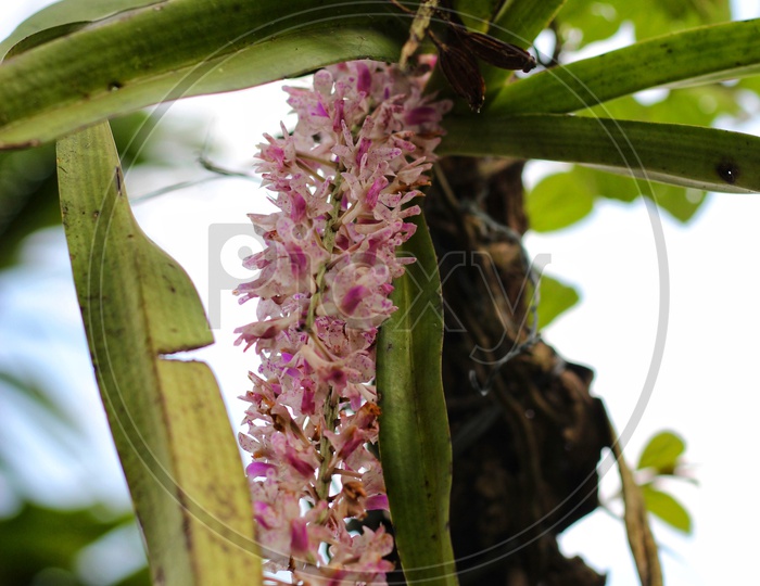 Kopou phool (Foxtail orchid).