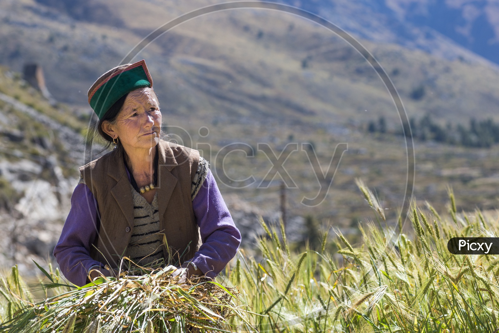 Farmers Started Harvesting the Wheat  Crop in Chitkul Village
