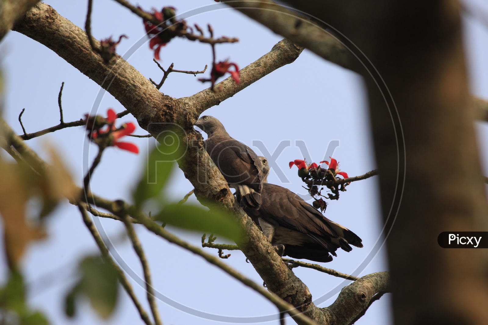Wild life Sanctuary in Assam(Kaziranga national park).