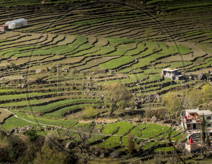 Grass Lands in Chamba, Himachal Pradesh