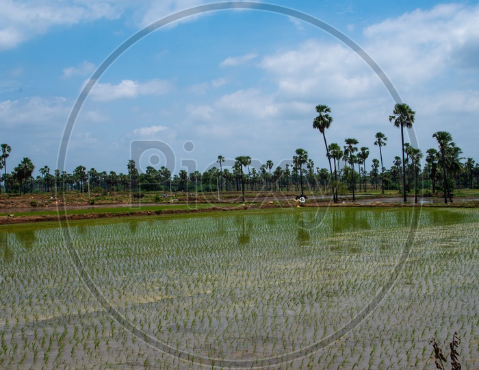 Farm fields in village in Pochampally