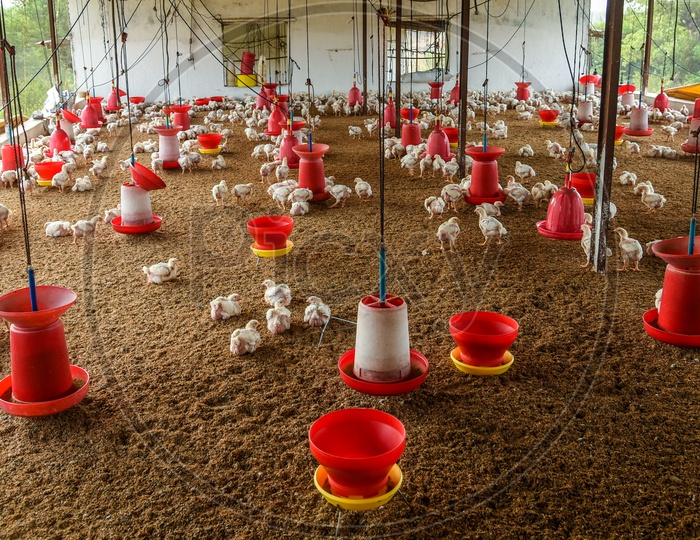 Poultry Farm in Maharastra