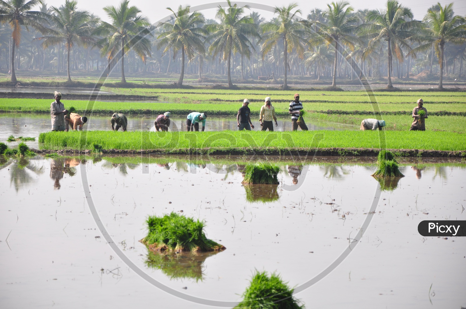 Farmers in Paddy field