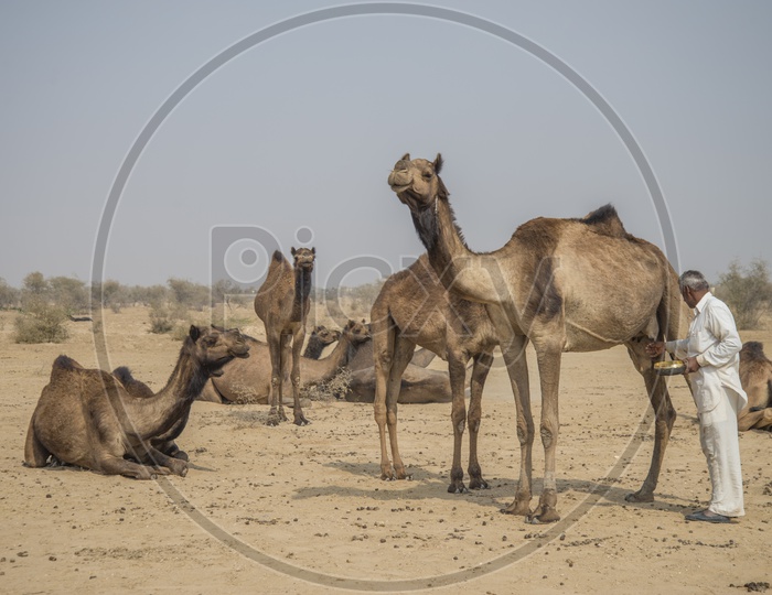 Camels in Jaisalmer