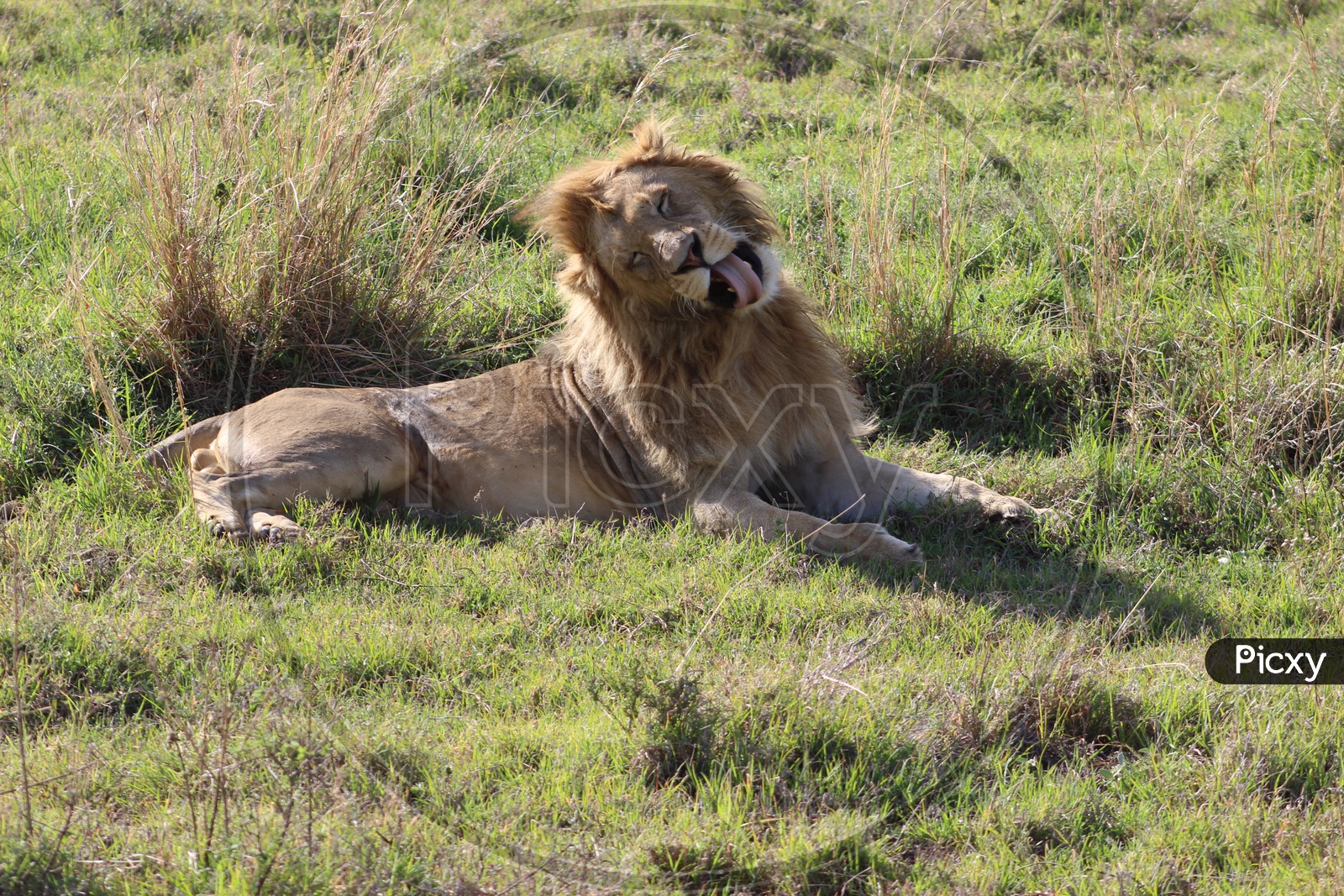 African Lion in Chilling Mood