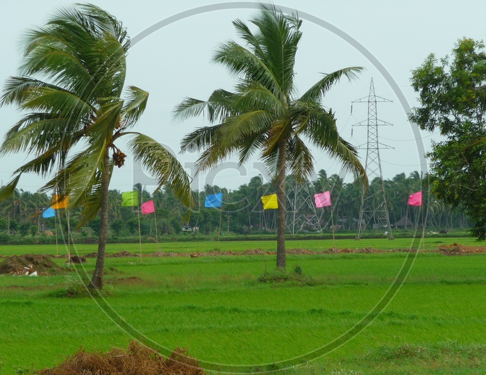 Lush Green Agriculture Fields, Paddy Field