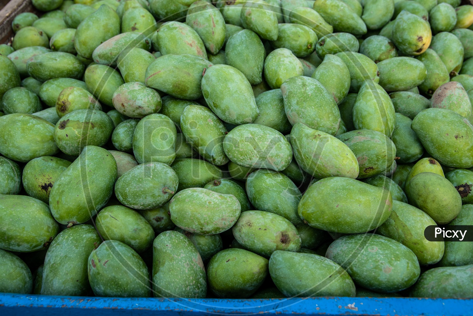 Raw Mangoes for Pickles