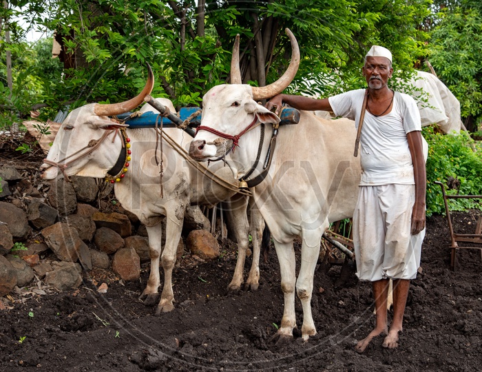 Farmer poses with his Cattle for a photo