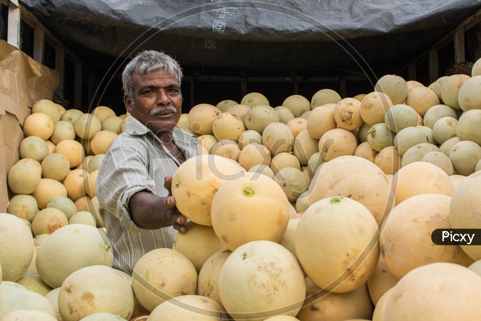 Fresh musk melons being sold by a fruits vendor/farmer