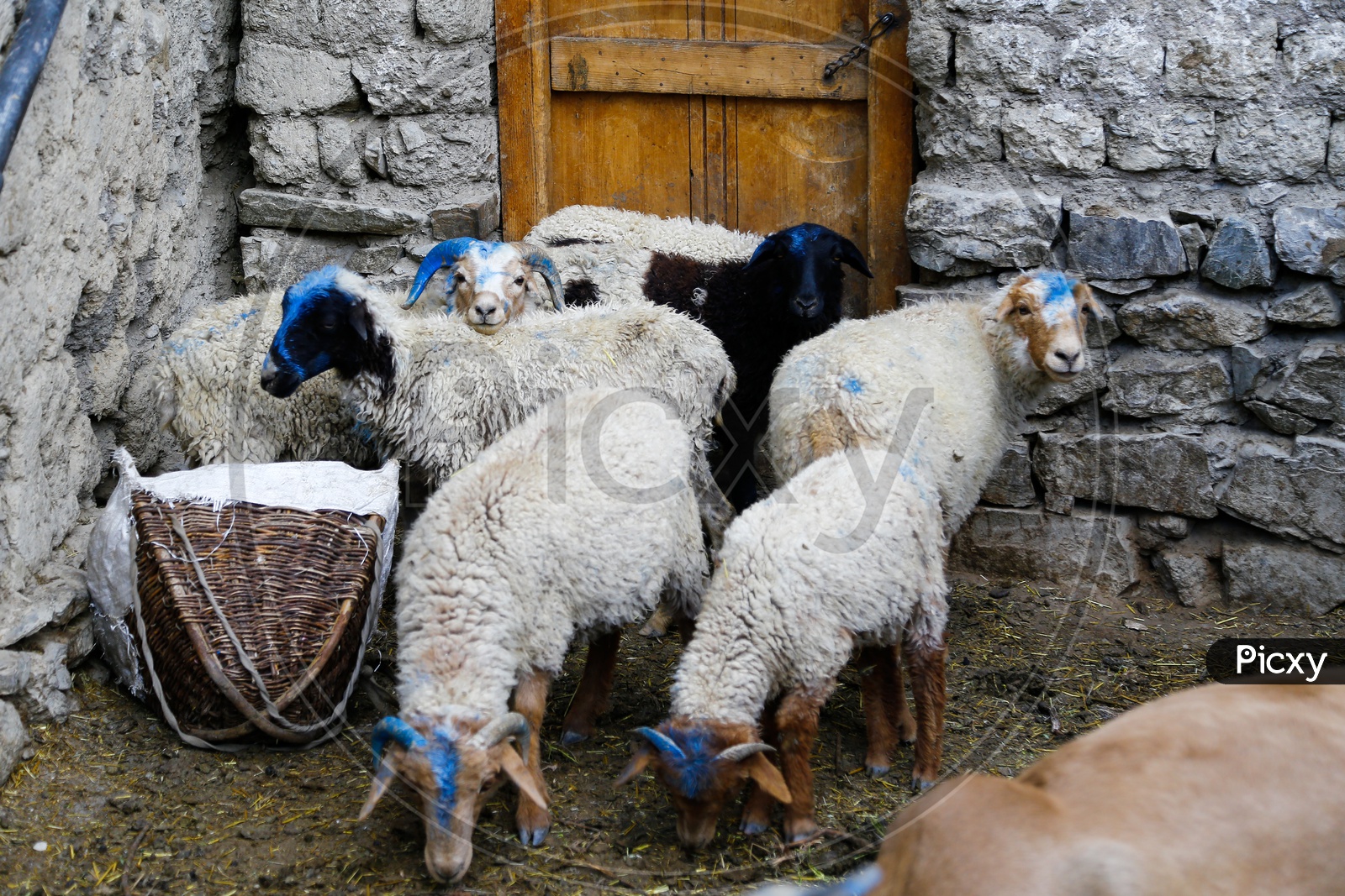 Sheeps, Kashmir