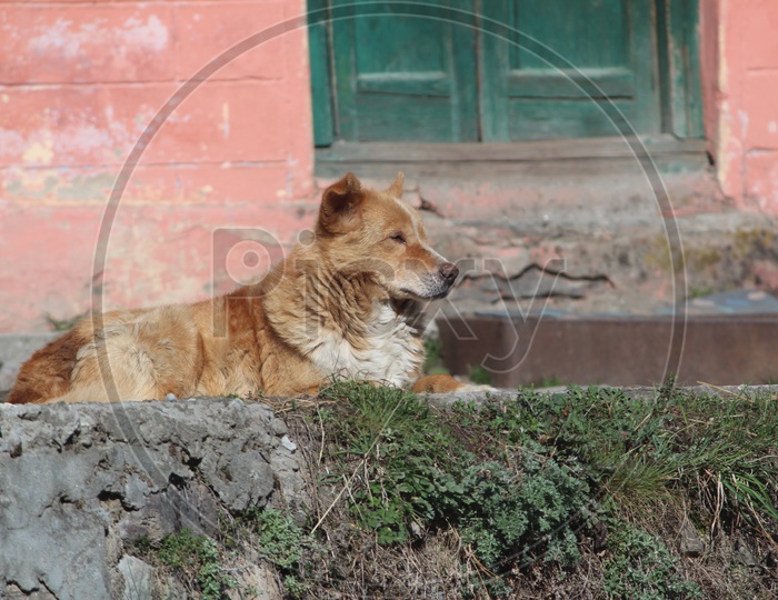 Himalayan Dog