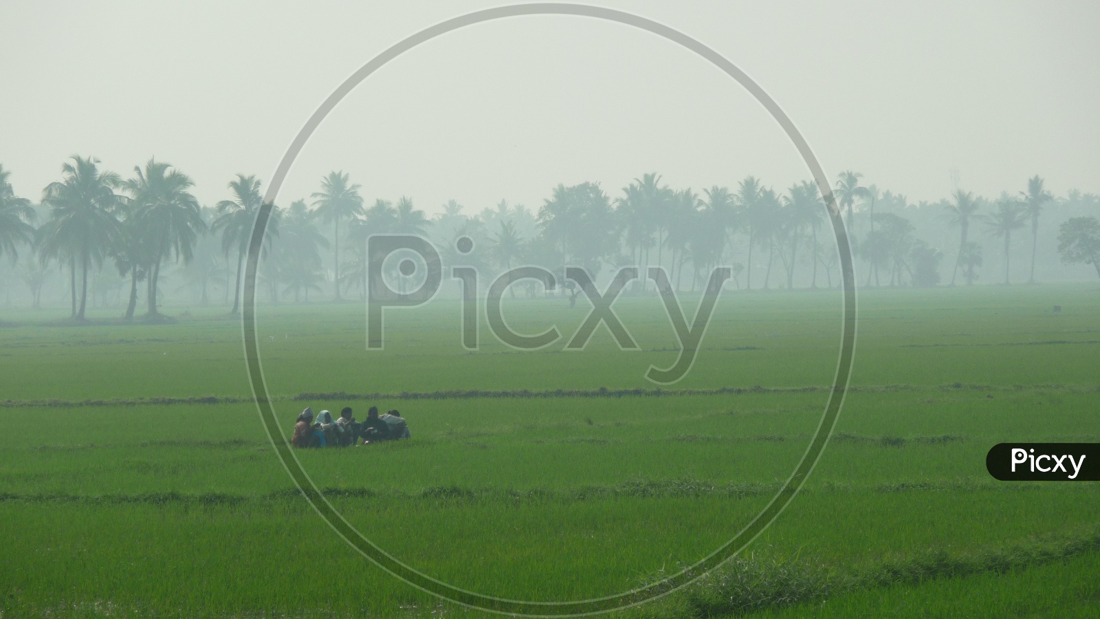 Farmers in Agriculture Fields