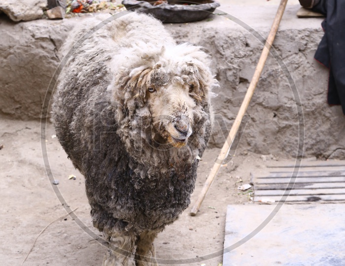 Sheep of Ladakh