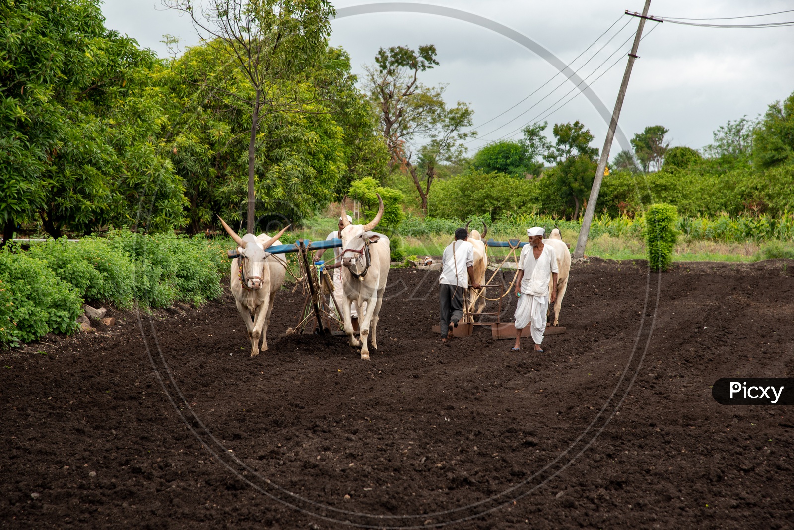 Traditional farming using bullocks and ploughs in a village in Maharashtra