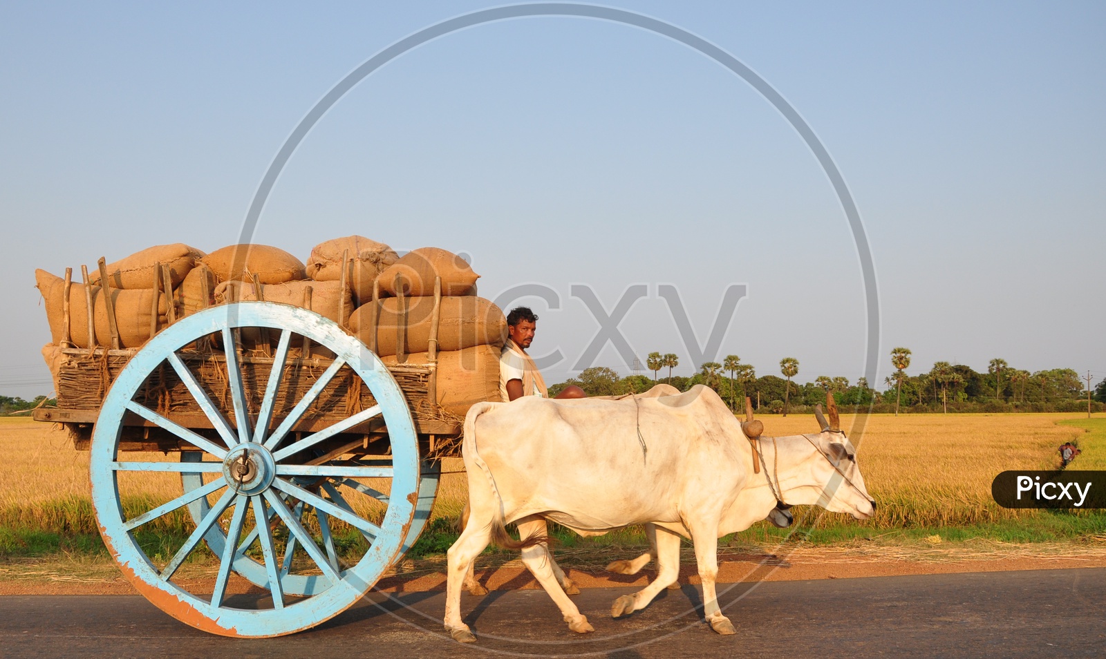 Indian Farmer on bullock cart with his Farm load