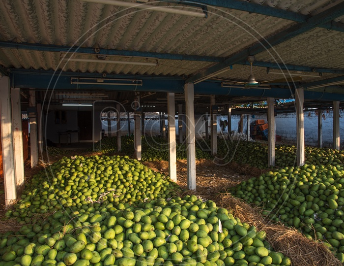 Mangoes at a Market.
