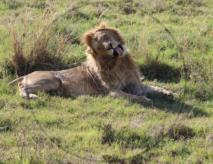 African Lion in Chilling Mood