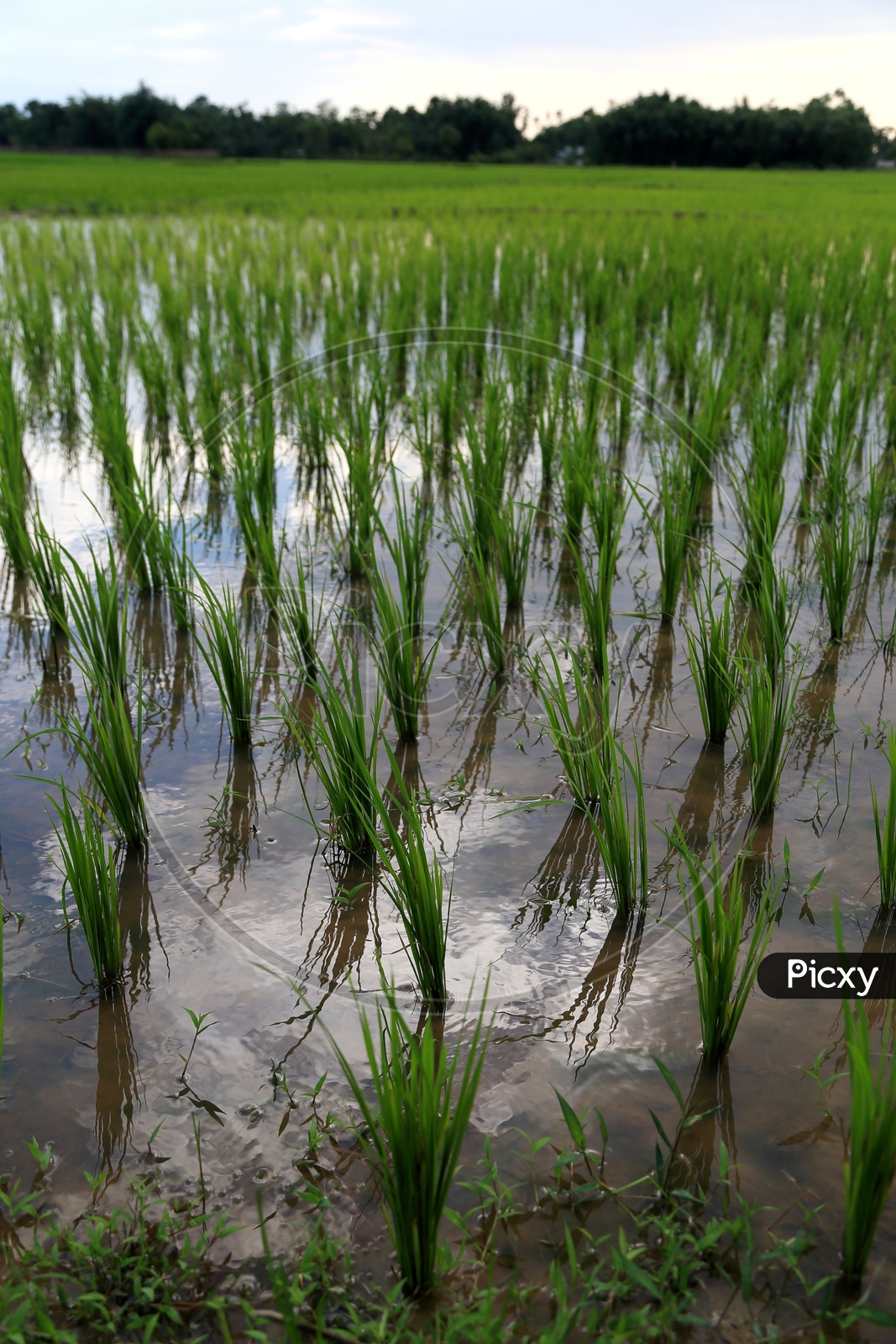 Steps of rice cultivation