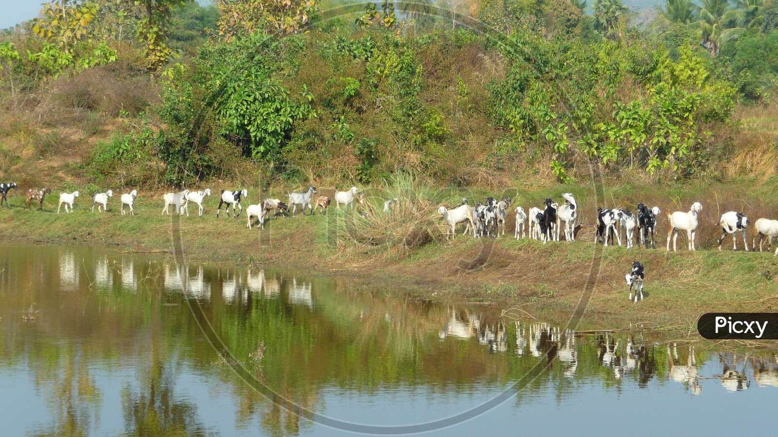 Goats near Pond