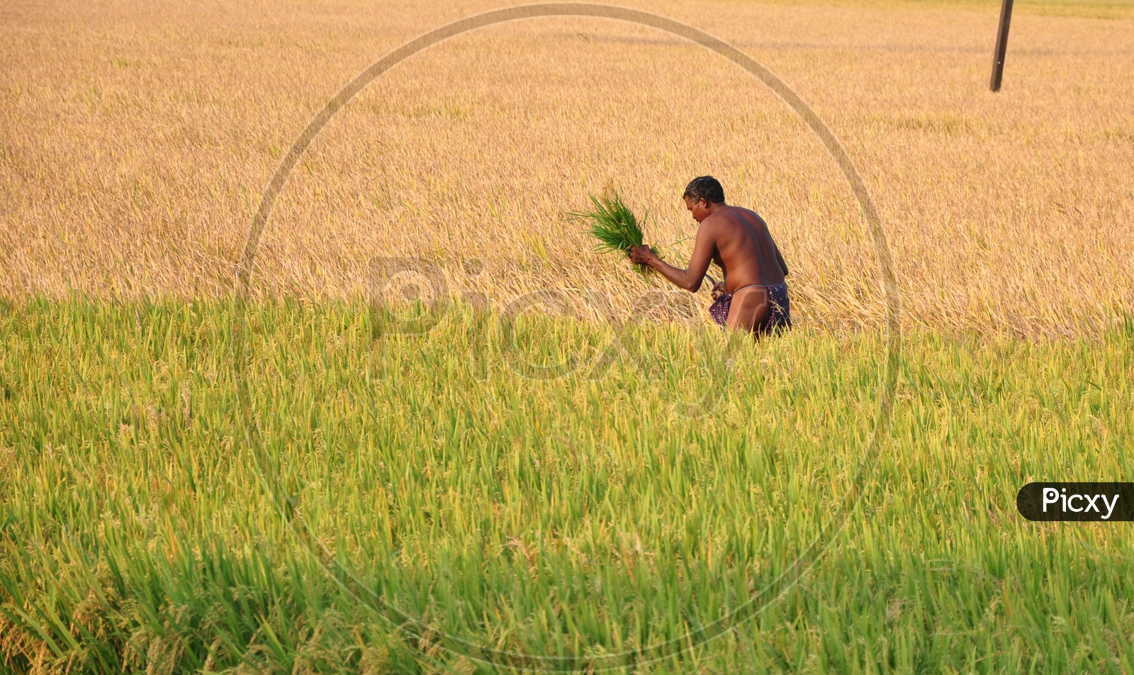 Farmer in Paddy field