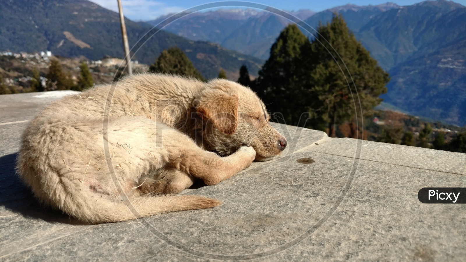 Sleeping Dog in Peace at Tawang Monastery