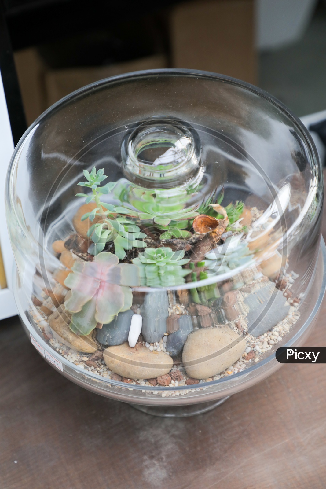 plants in glass bottles
