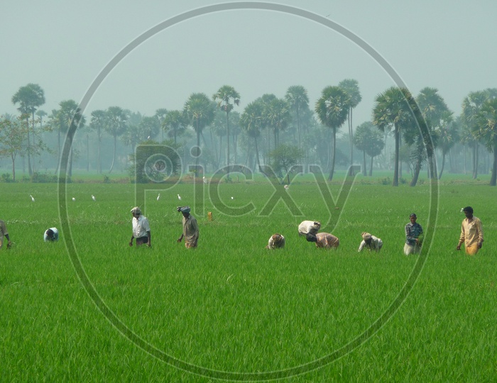 Farmers working in Paddy Field